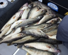 blue-dolphin-walleye-customer-2015-45