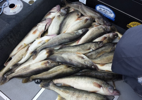 blue-dolphin-walleye-customer-2015-45