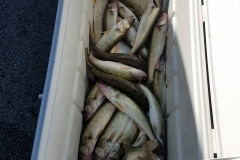 blue-dolphin-walleye-charter-customer-14