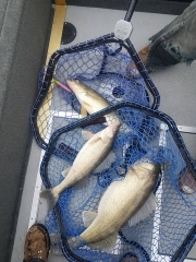 Blue Dolphin Walleye Charter Services