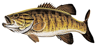 Lake Erie Smallmouth Bass Fishing Charter