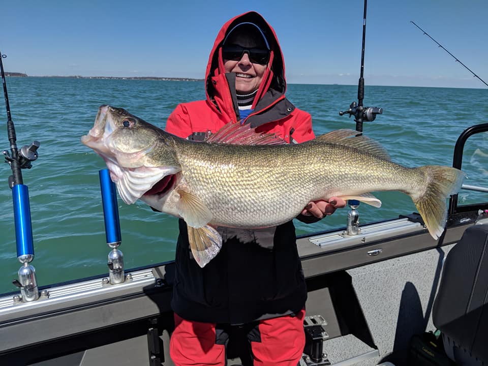 Blue Dolphin Walleye - Lake Erie Charters