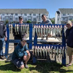 Lake Erie Walleye Charter - June 2019