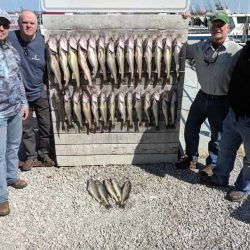 Lake Erie Walleye 5/2019