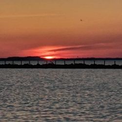 Lake Erie Walleye 5/2019